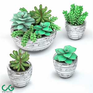 Succulents